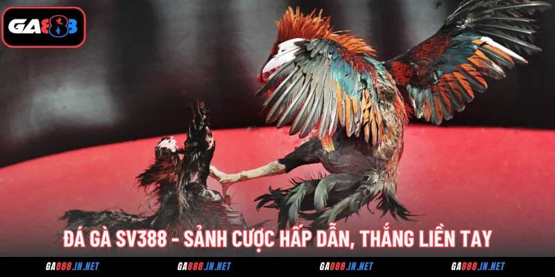 Đá gà SV388